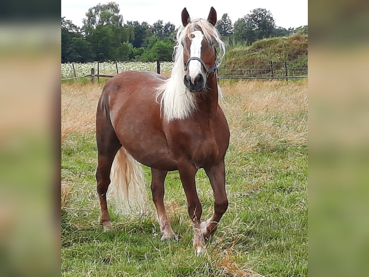 Caballo de la Selva Negra Yegua 8 años 157 cm Alazán-tostado in Gifhorn