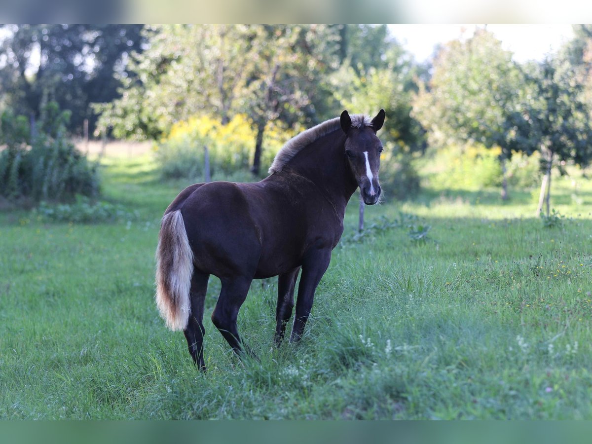Caballo de la Selva Negra Yegua Potro (03/2025) 153 cm Alazán-tostado in Offenburg