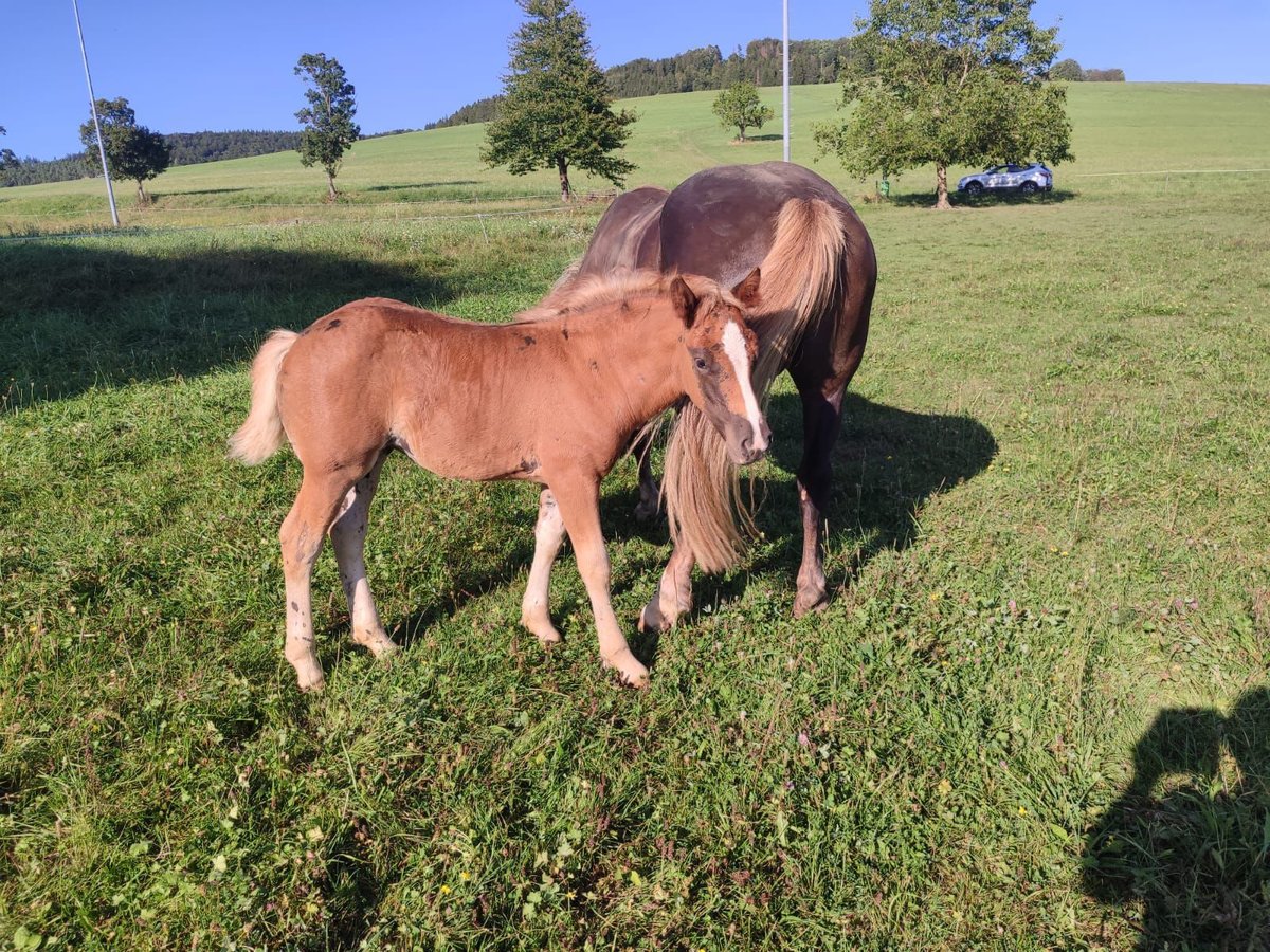 Caballo de la Selva Negra Yegua Potro (06/2024) Alazán-tostado in Ühlingen-Birkendorf