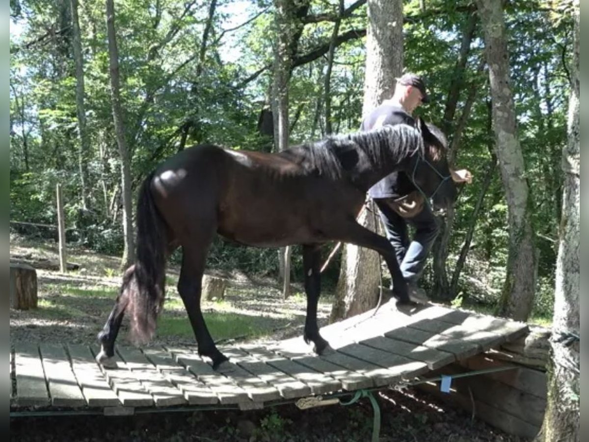 Caballo de Merens Caballo castrado 3 años Negro in CAUMONT