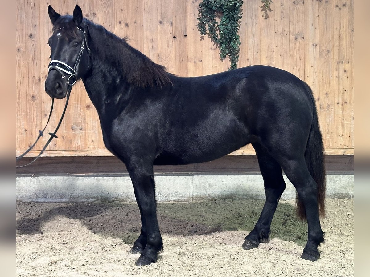 Caballo de Merens Mestizo Yegua 3 años 154 cm Negro in Riedlingen