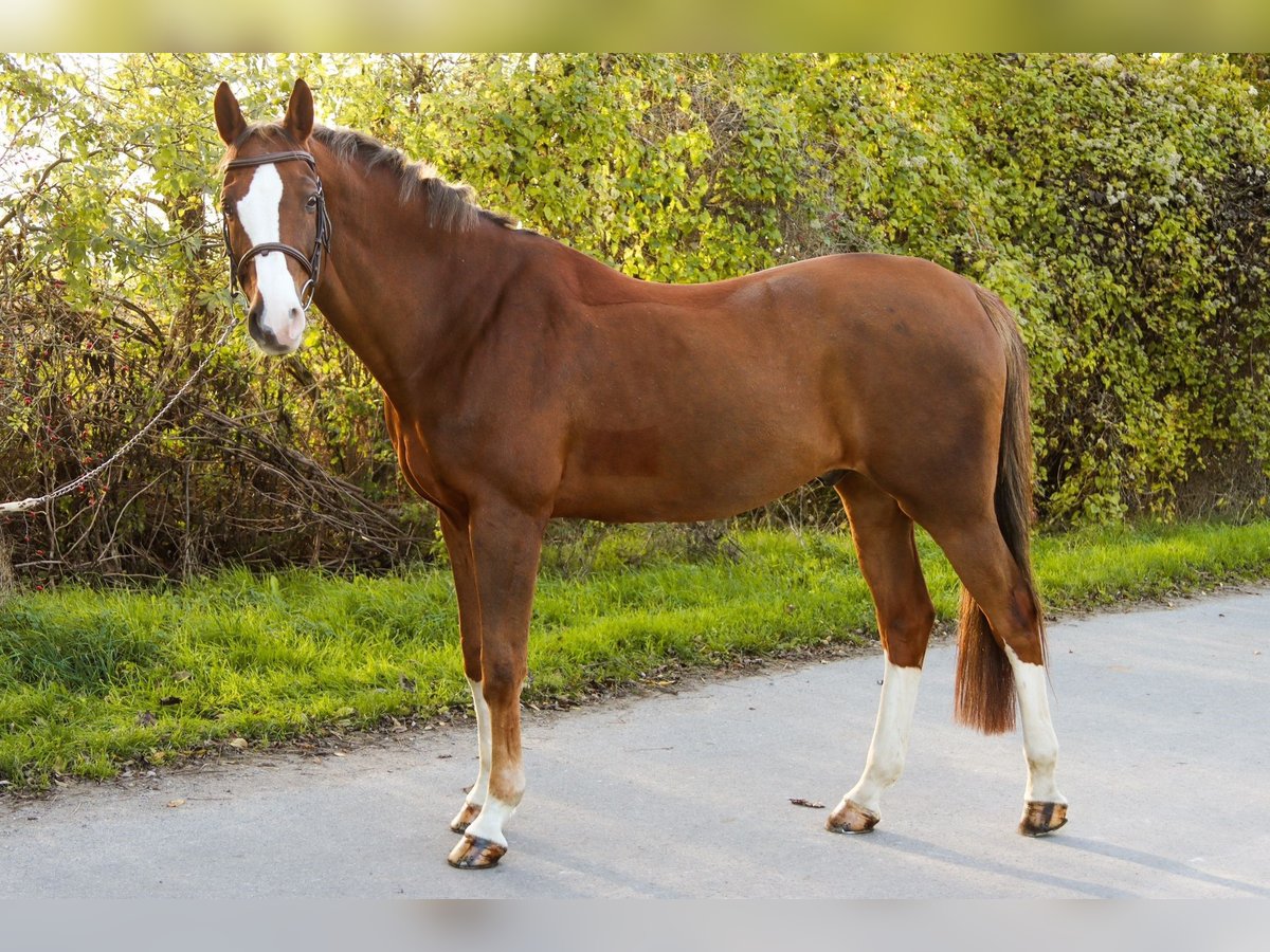 Caballo de salto Oldenburgo Caballo castrado 10 años 170 cm Alazán in Götzendorf an der Leitha