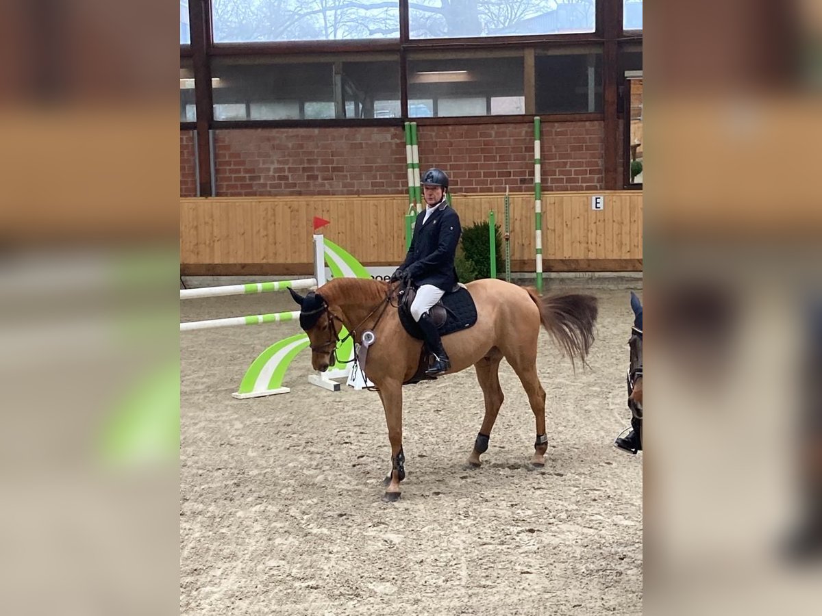 Caballo de salto Oldenburgo Caballo castrado 10 años 170 cm Alazán in Norderstedt