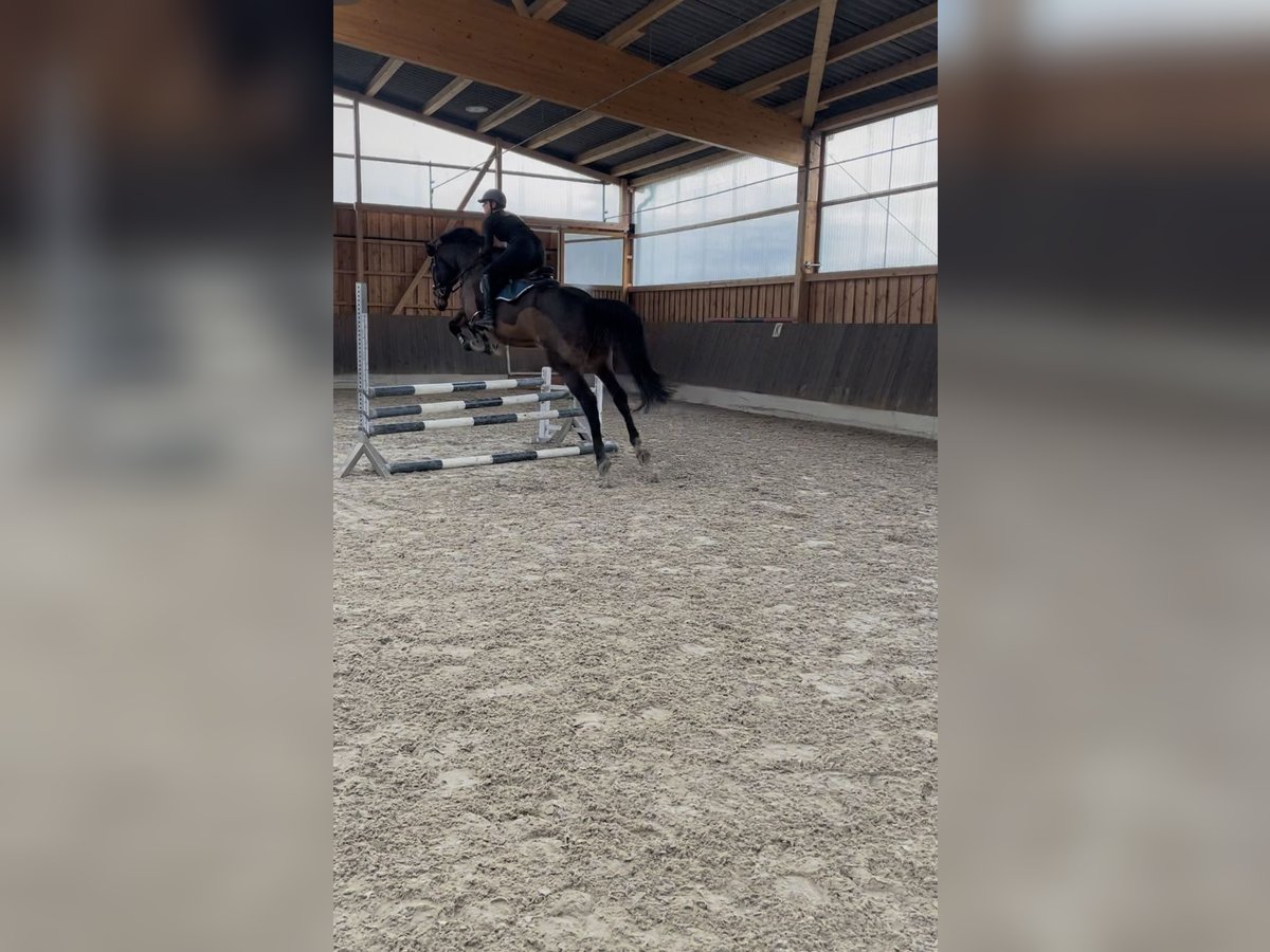 Caballo de salto Oldenburgo Caballo castrado 10 años 172 cm Castaño in Sehnde