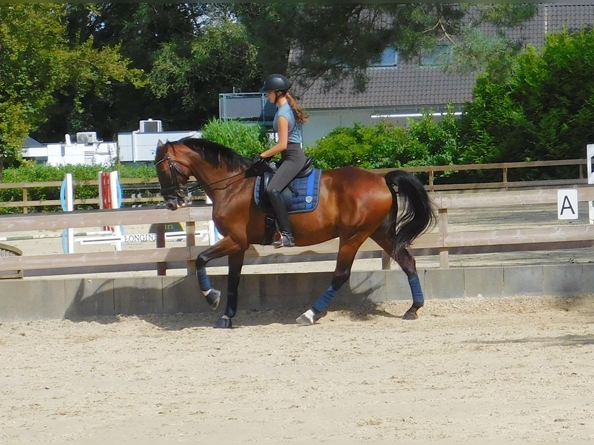 Caballo de salto Oldenburgo Caballo castrado 10 años 173 cm Castaño in Roßdorf