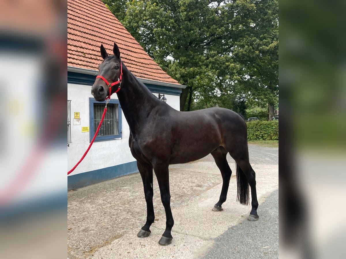 Caballo de salto Oldenburgo Caballo castrado 10 años 180 cm Castaño oscuro in Bremen