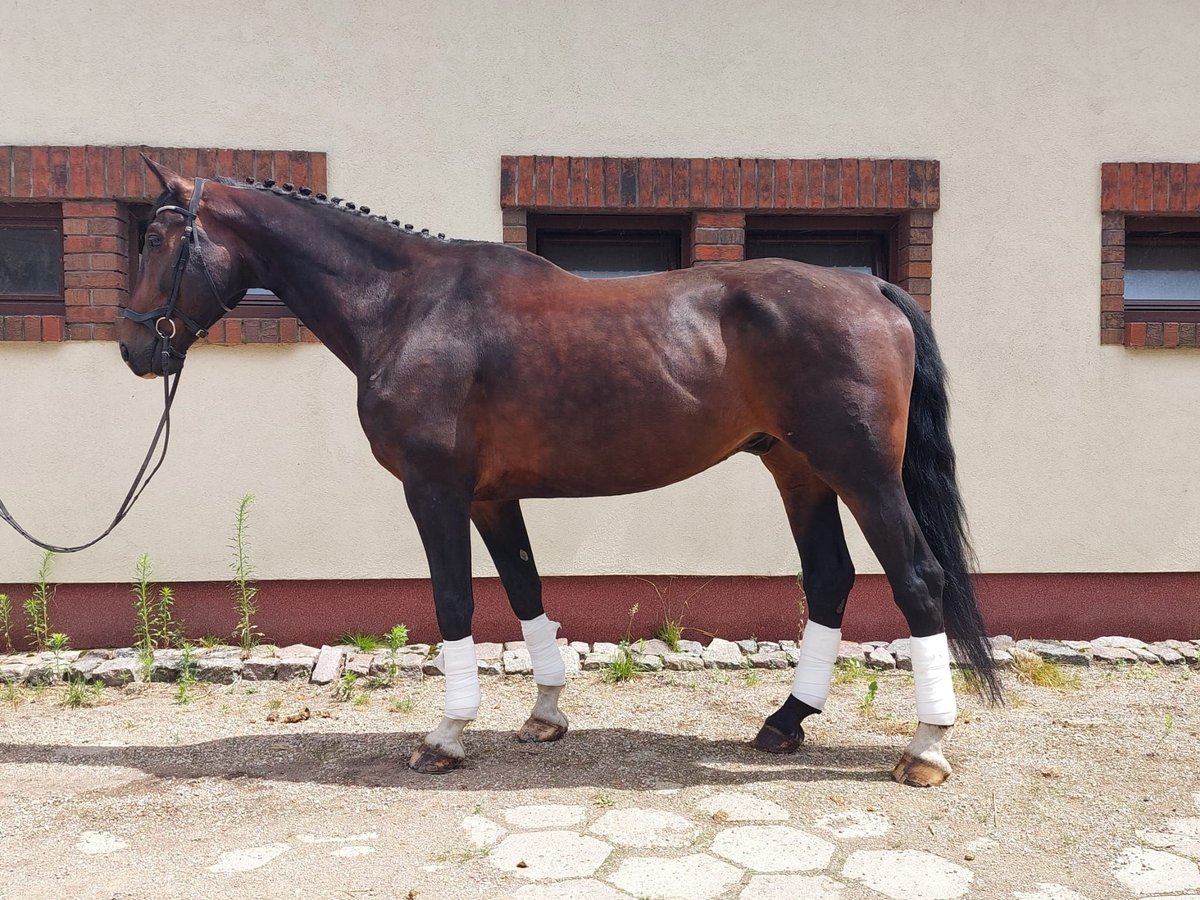 Caballo de salto Oldenburgo Mestizo Caballo castrado 10 años 183 cm Castaño oscuro in Otorowo