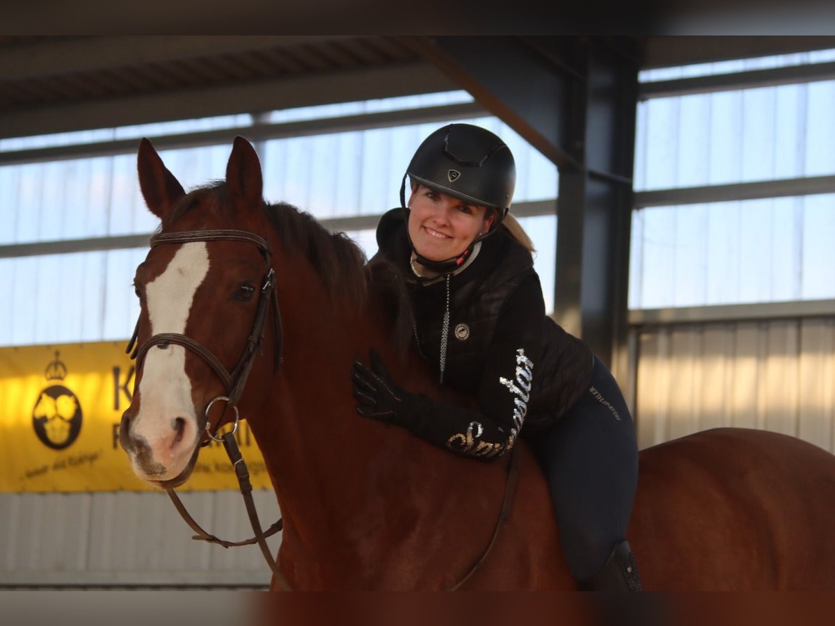 Caballo de salto Oldenburgo Caballo castrado 11 años 170 cm Alazán in Götzendorf an der Leitha