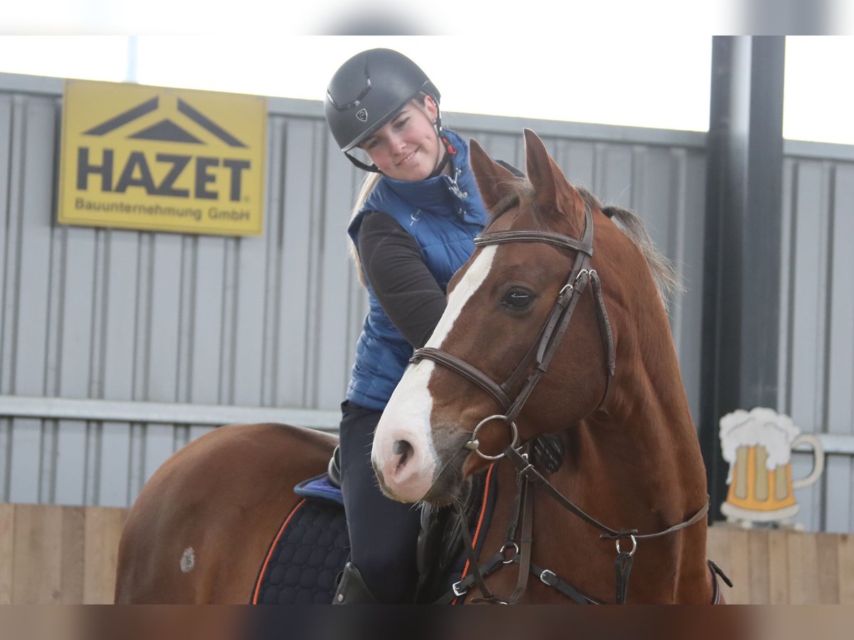 Caballo de salto Oldenburgo Caballo castrado 11 años 170 cm Alazán in Götzendorf an der Leitha