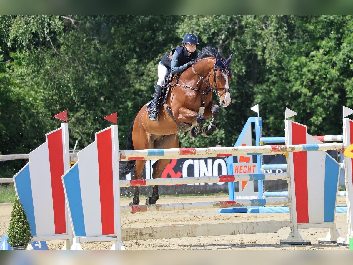 Caballo de salto Oldenburgo Caballo castrado 11 años 172 cm Castaño in Deurne