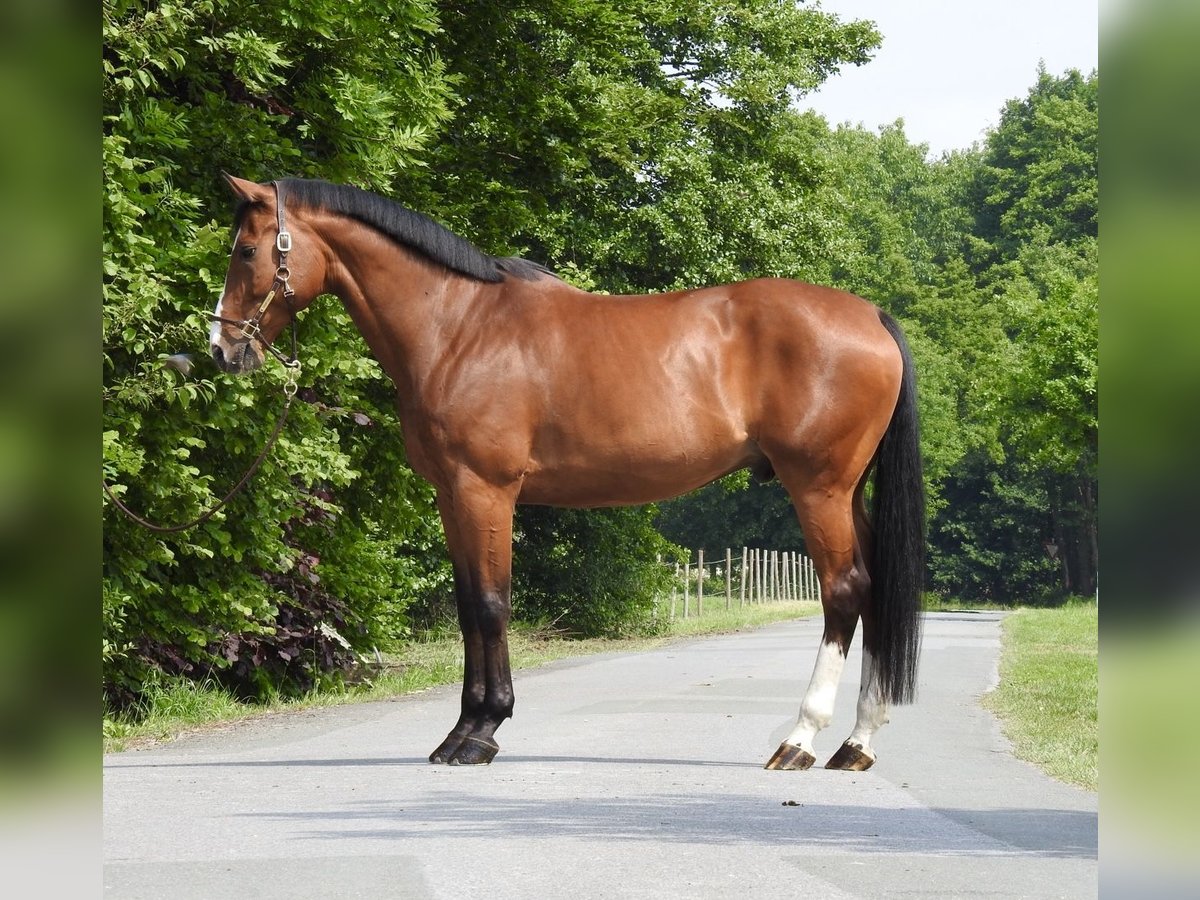 Caballo de salto Oldenburgo Caballo castrado 11 años 172 cm Castaño in Verl