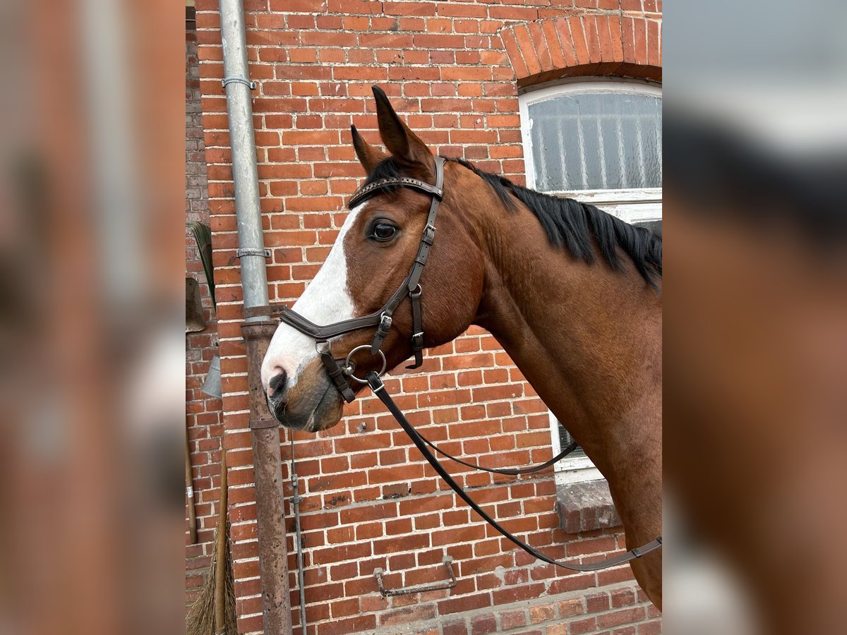 Caballo de salto Oldenburgo Caballo castrado 13 años 173 cm Castaño in Celle