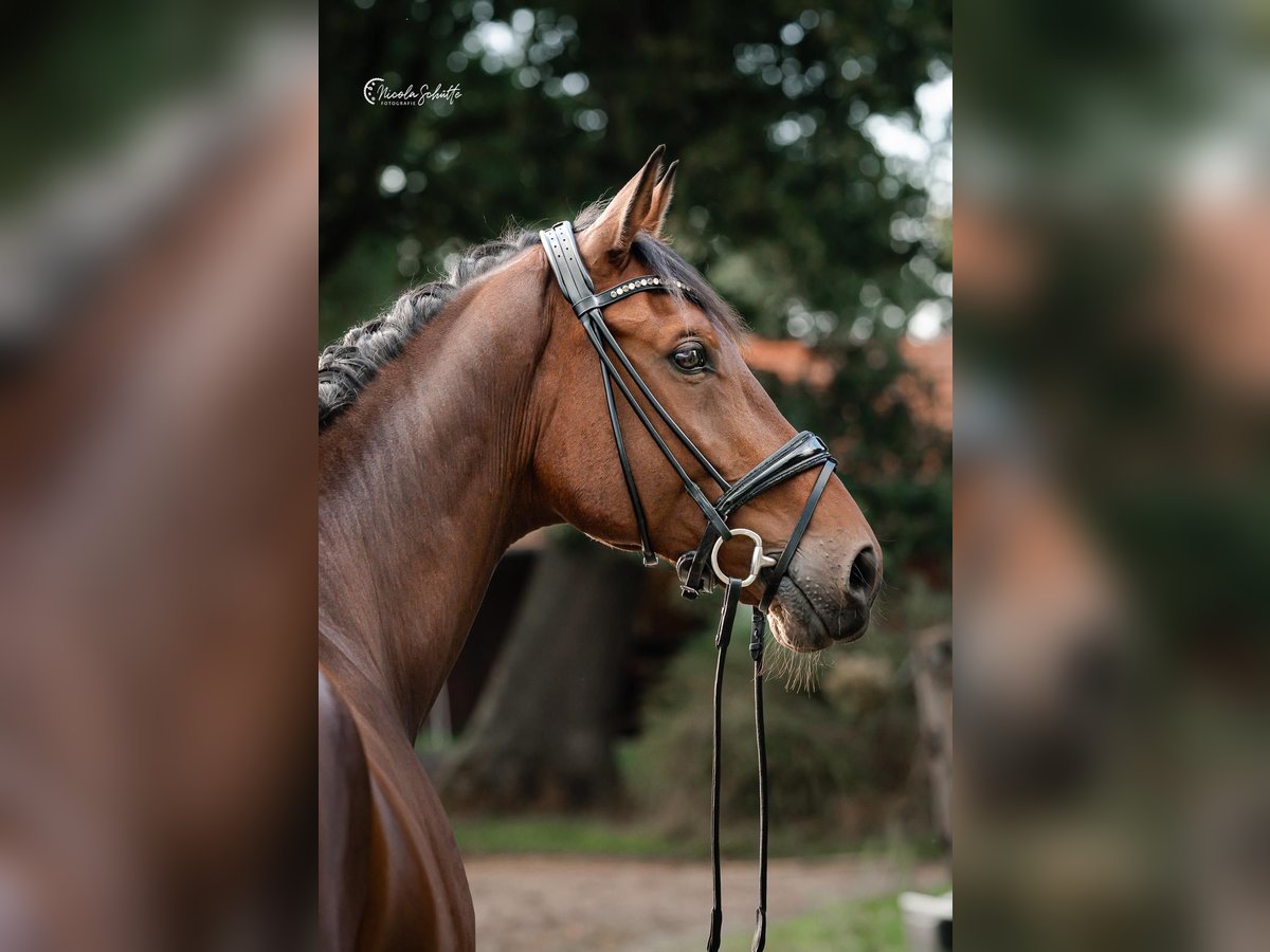 Caballo de salto Oldenburgo Caballo castrado 13 años 176 cm Castaño in Bad Zwischenahn