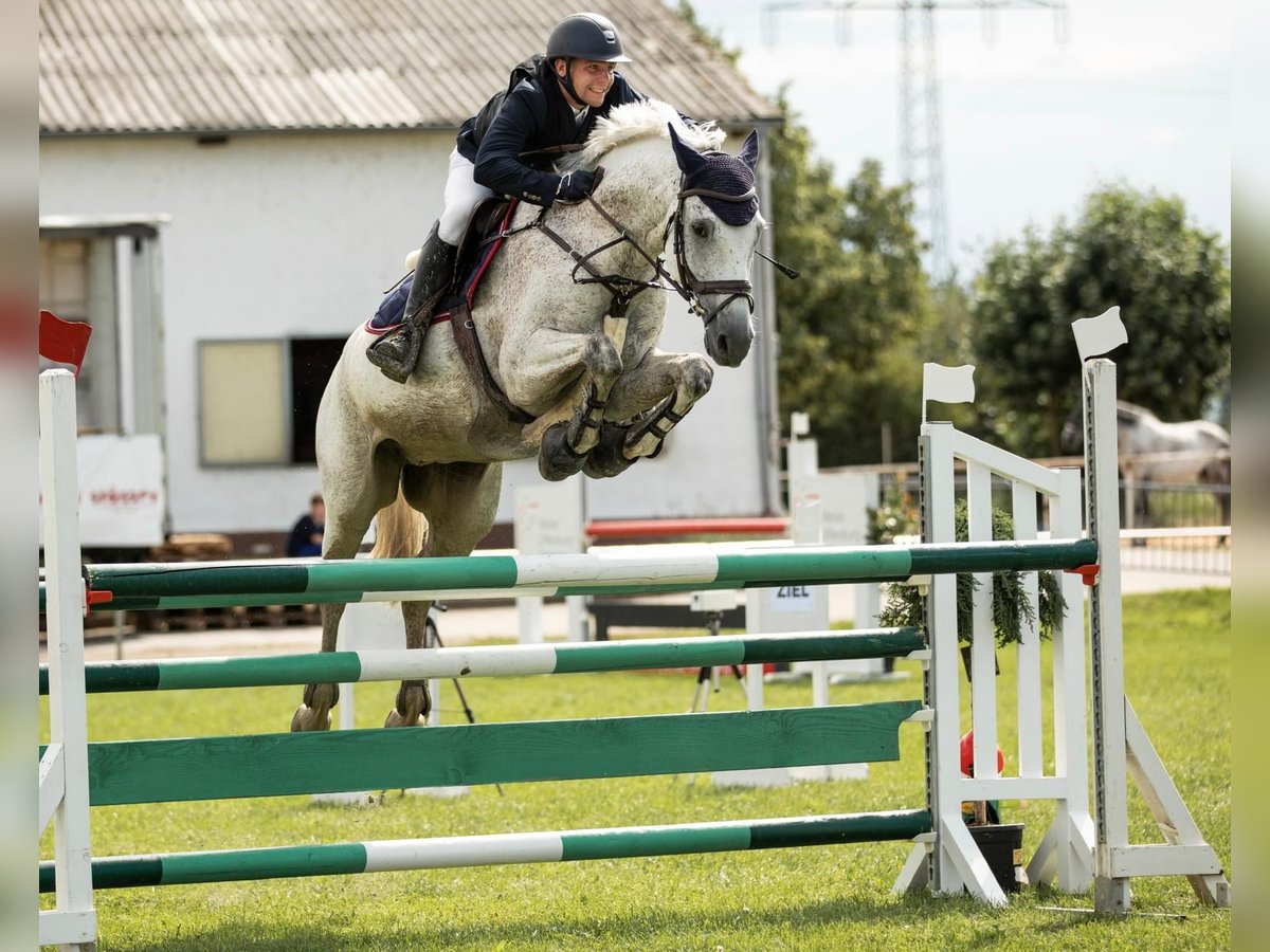 Caballo de salto Oldenburgo Caballo castrado 14 años 168 cm Tordo in Aying