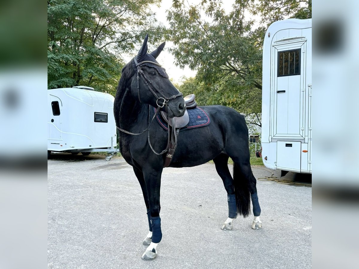 Caballo de salto Oldenburgo Caballo castrado 14 años 173 cm Negro in Baden-Baden