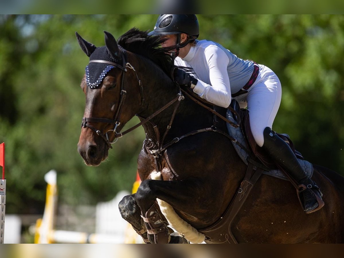 Caballo de salto Oldenburgo Caballo castrado 17 años 170 cm Castaño oscuro in Durmersheim