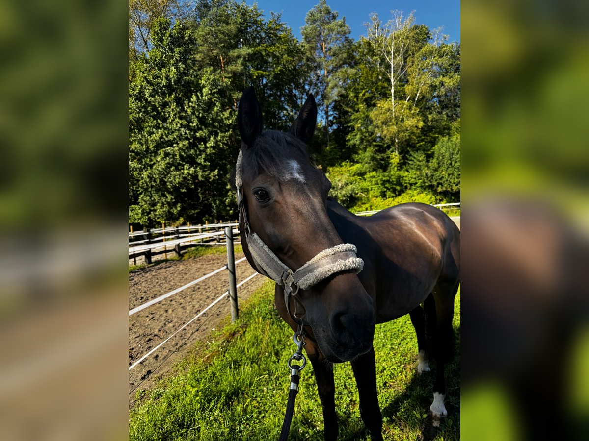 Caballo de salto Oldenburgo Caballo castrado 17 años 171 cm Castaño oscuro in Hagenbach