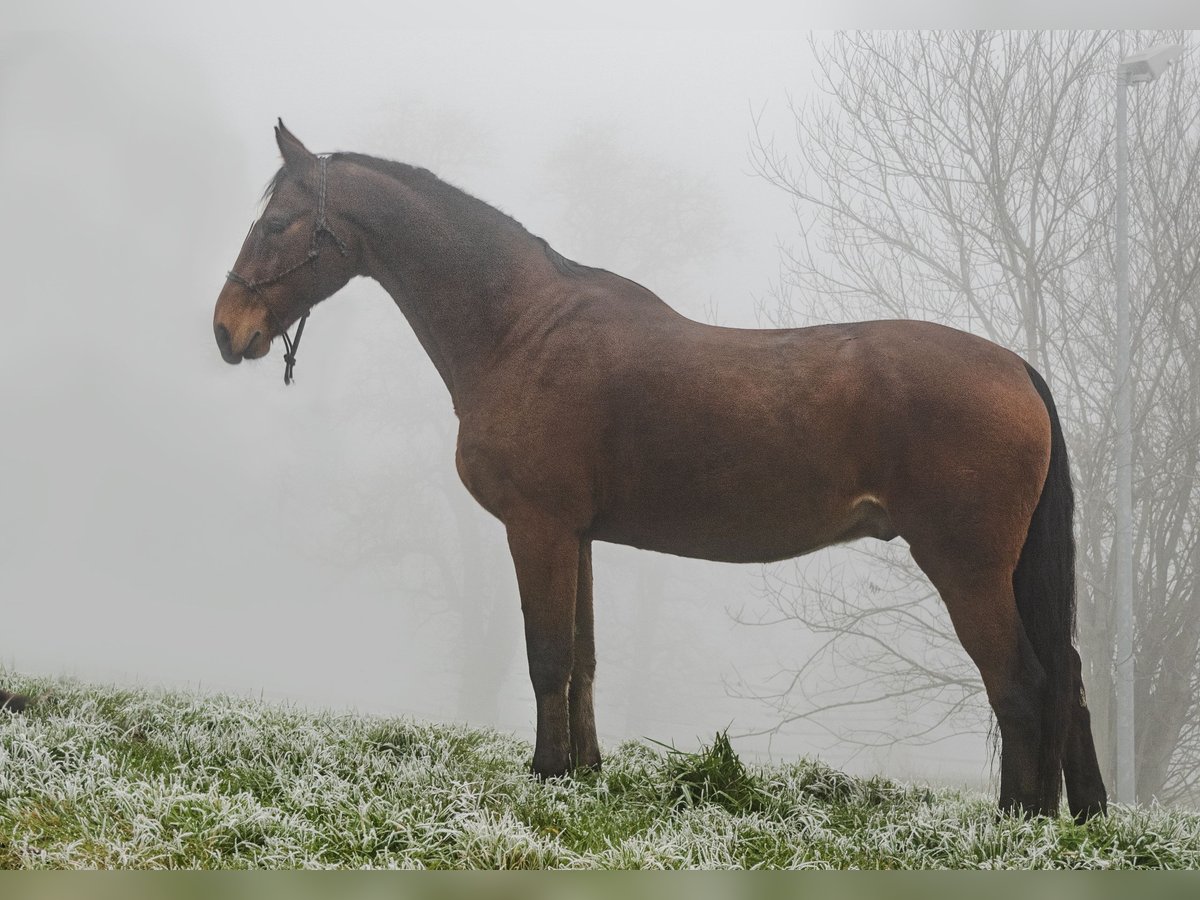 Caballo de salto Oldenburgo Caballo castrado 17 años 173 cm Castaño in St.Ulrich bei Steyr