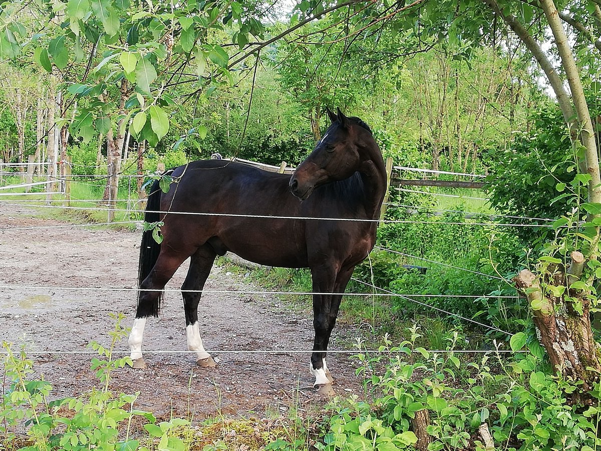 Caballo de salto Oldenburgo Caballo castrado 18 años 165 cm Castaño oscuro in Reutlingen