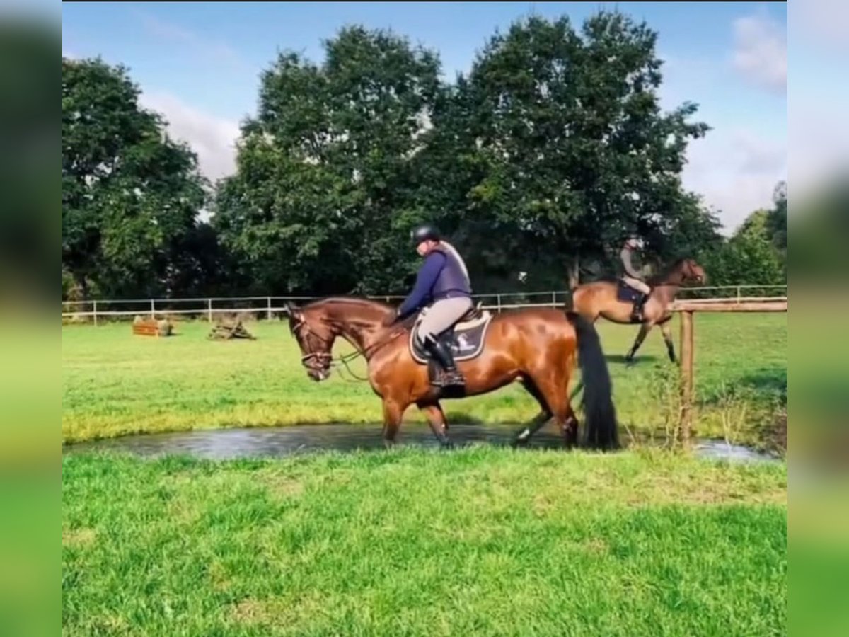 Caballo de salto Oldenburgo Caballo castrado 18 años 167 cm Castaño in Lauenburg