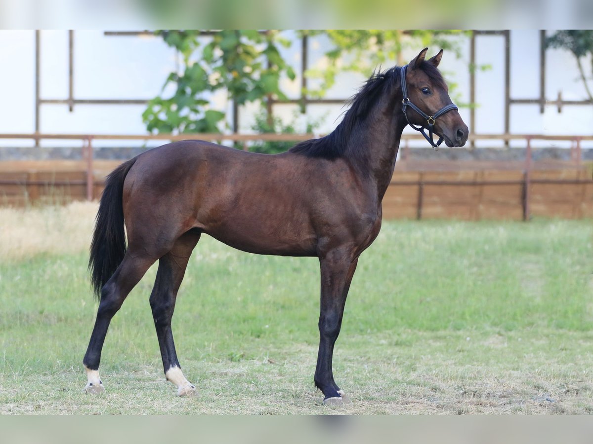 Caballo de salto Oldenburgo Caballo castrado 1 año 160 cm Castaño oscuro in Britovka