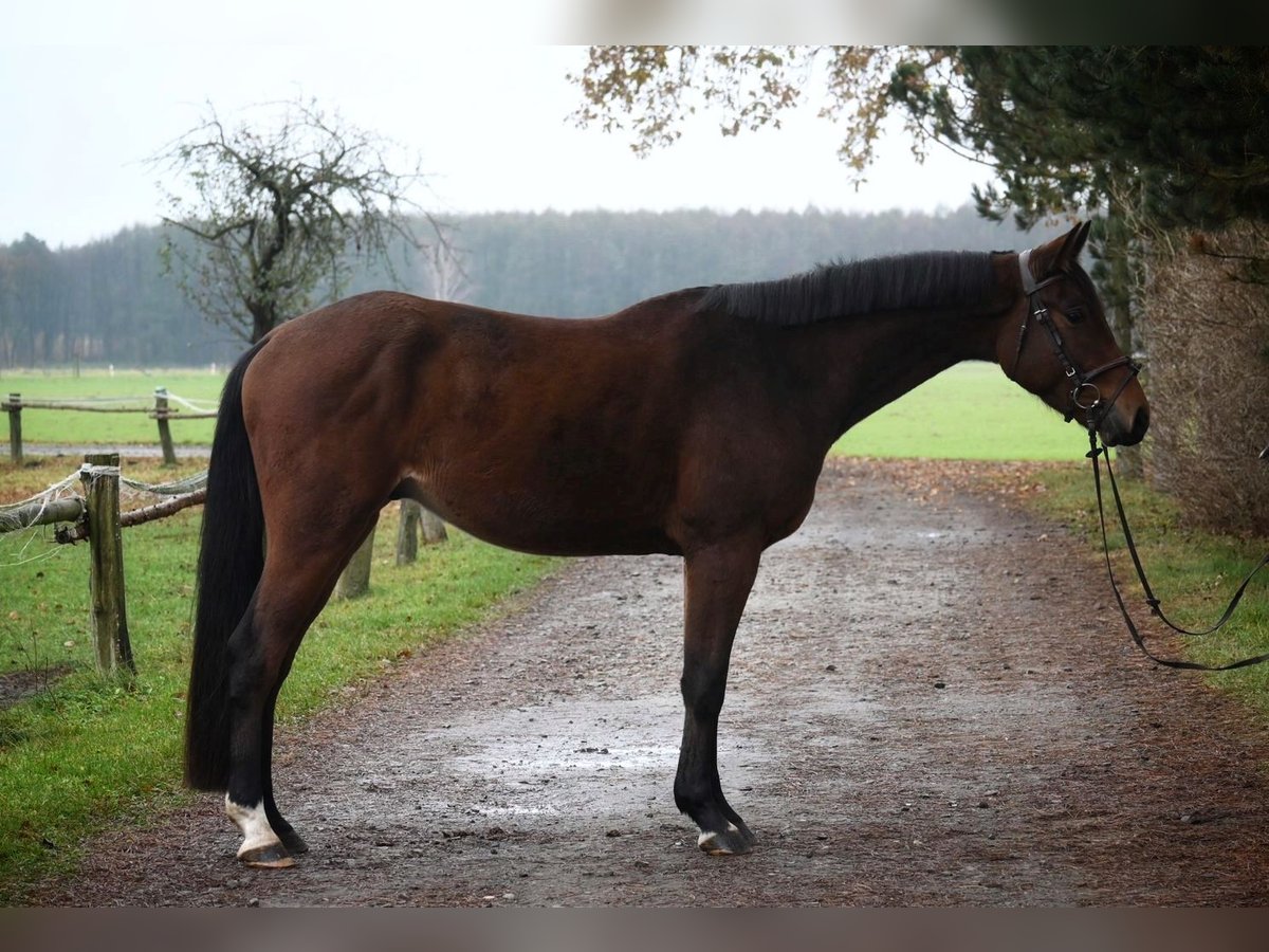 Caballo de salto Oldenburgo Caballo castrado 3 años 166 cm Castaño in Chojnów