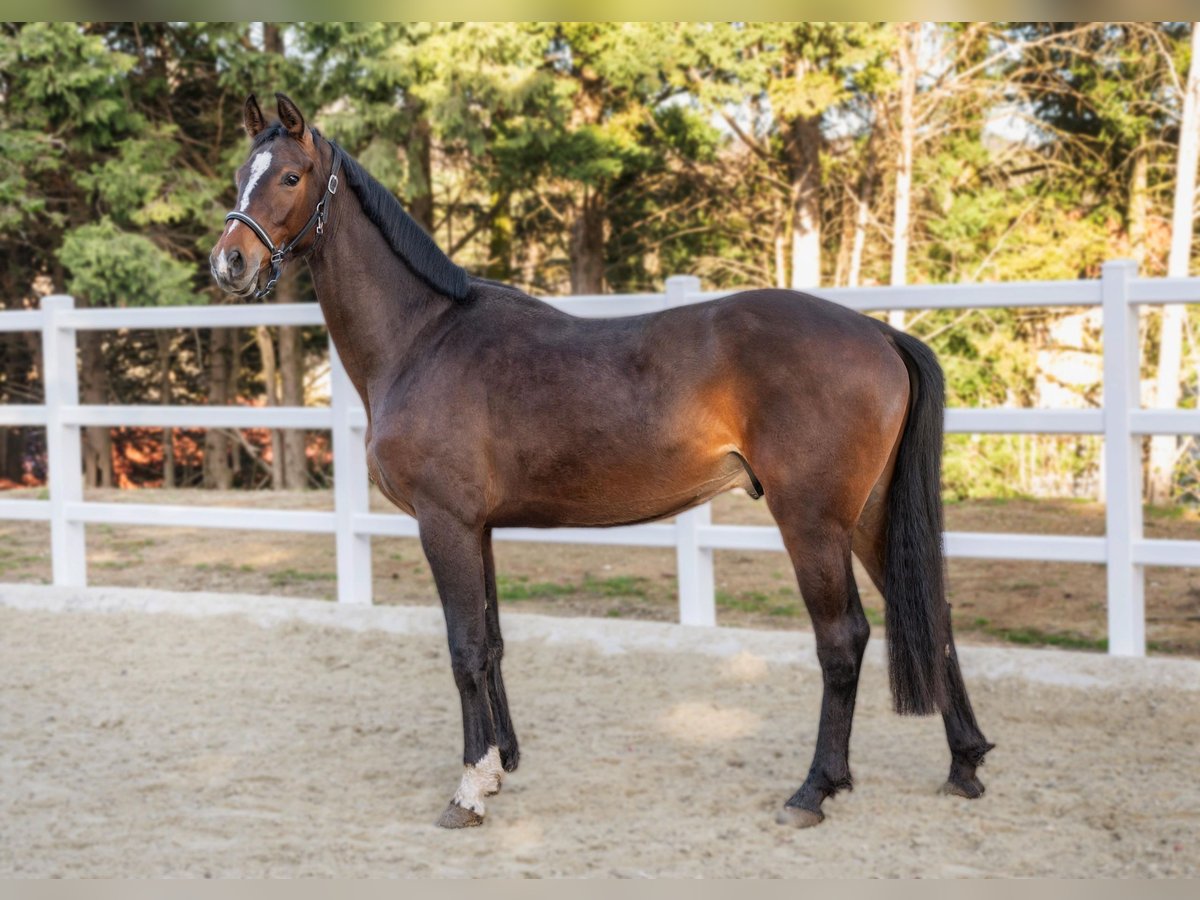 Caballo de salto Oldenburgo Caballo castrado 3 años 166 cm Castaño in Karnabrunn