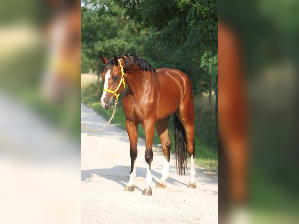 Caballo de salto Oldenburgo Caballo castrado 3 años 170 cm Castaño in Gyula