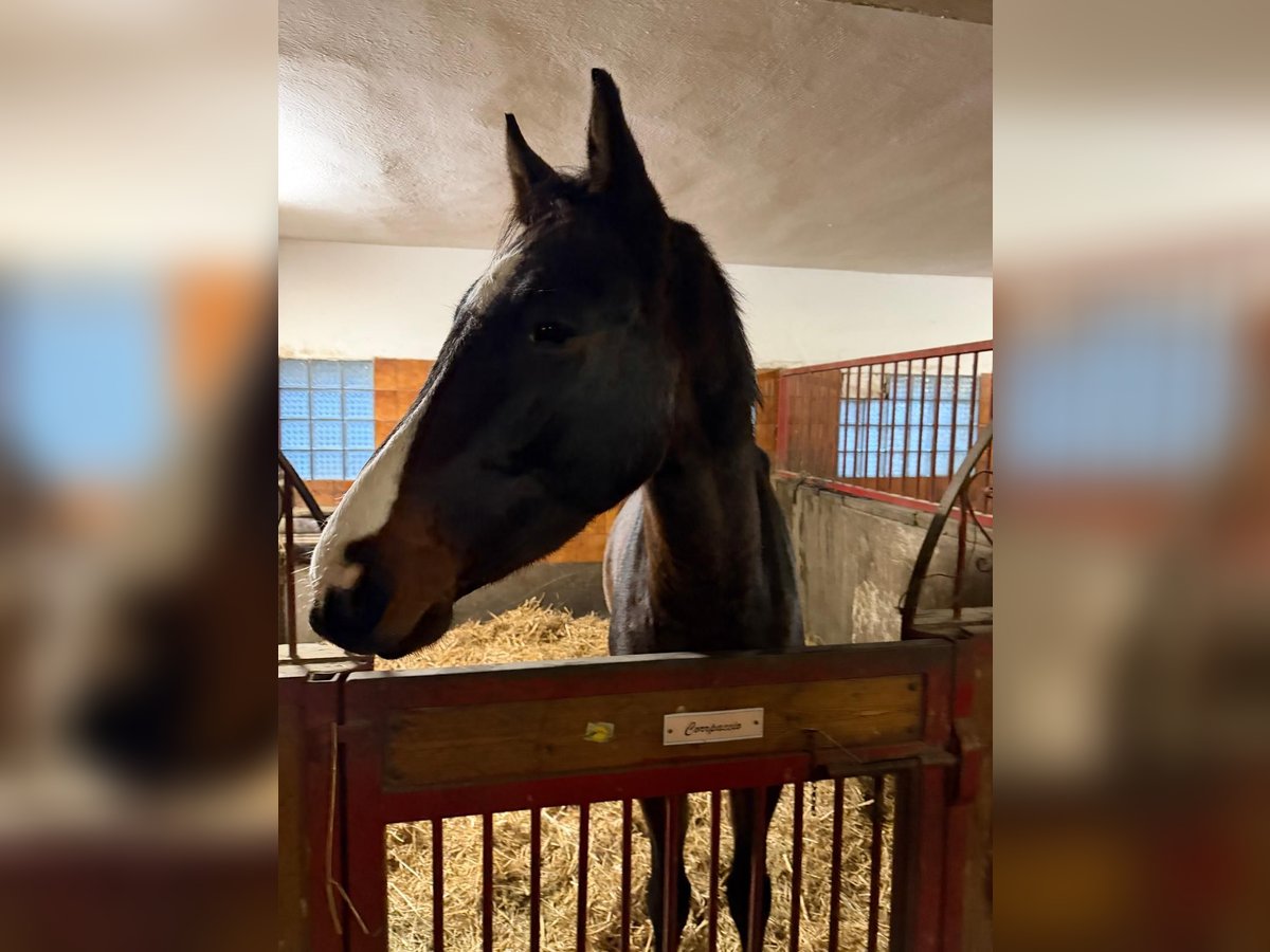 Caballo de salto Oldenburgo Caballo castrado 3 años Castaño oscuro in &#x10C;ej&#x10D;