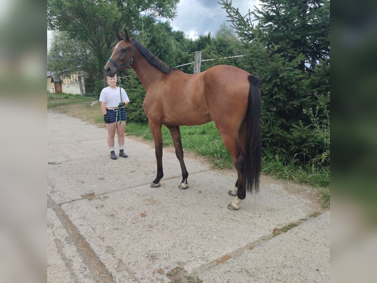 Caballo de salto Oldenburgo Caballo castrado 4 años 163 cm Castaño in Vrutky