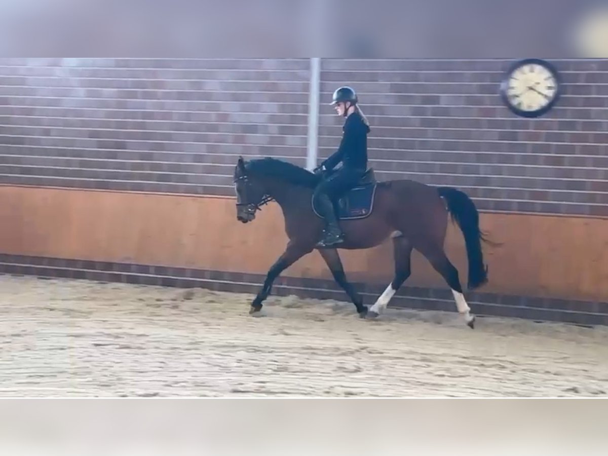 Caballo de salto Oldenburgo Caballo castrado 4 años 164 cm Castaño in Bad Kreuznach