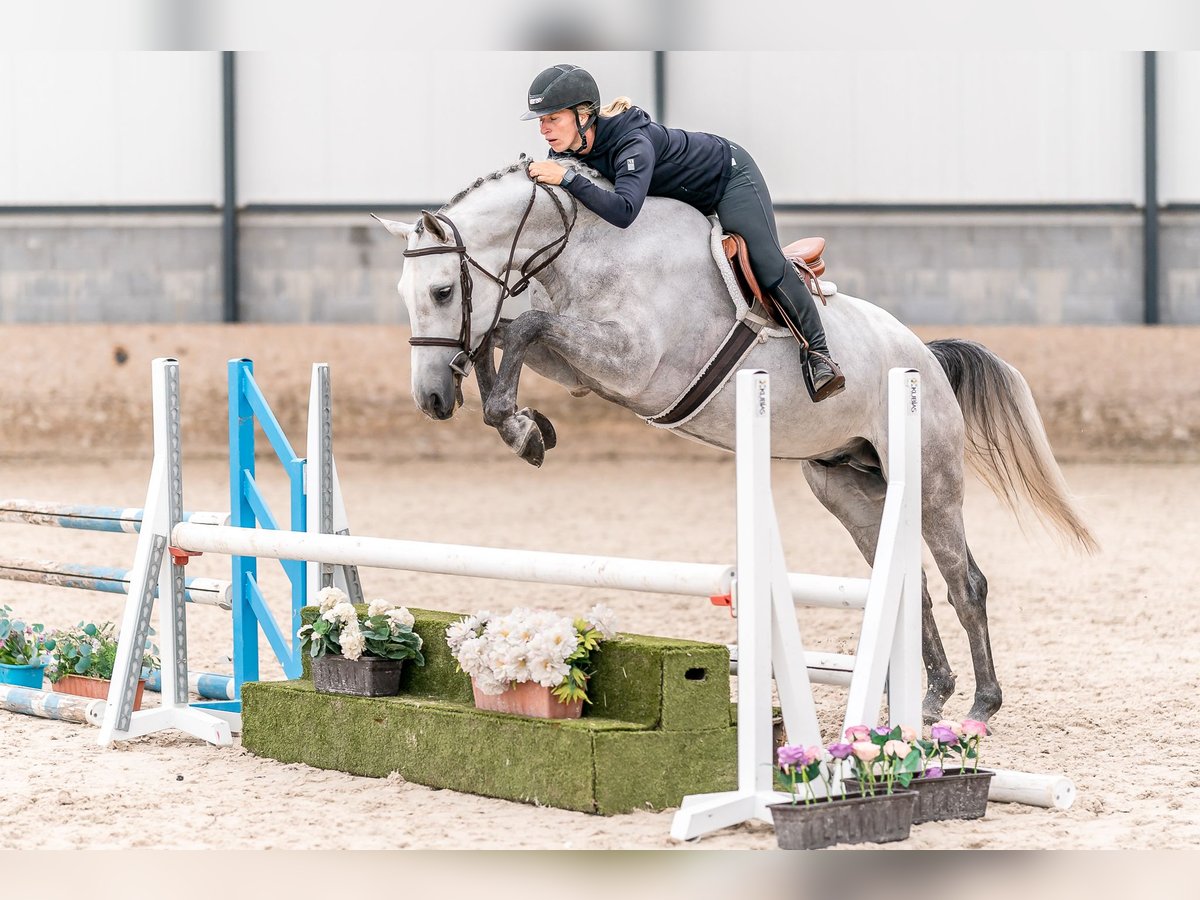 Caballo de salto Oldenburgo Caballo castrado 4 años 166 cm Tordo in Zduchovice