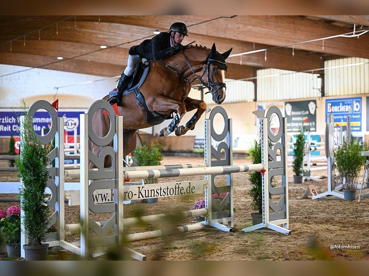 Caballo de salto Oldenburgo Caballo castrado 4 años 167 cm Alazán in Bad Zwischenahn