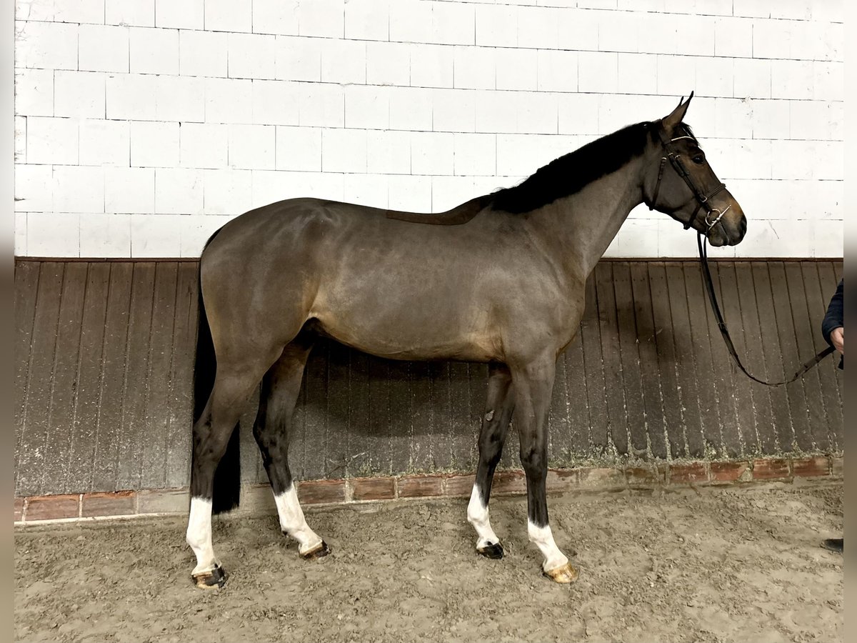 Caballo de salto Oldenburgo Caballo castrado 4 años 168 cm Castaño in Lohne (Oldenburg)