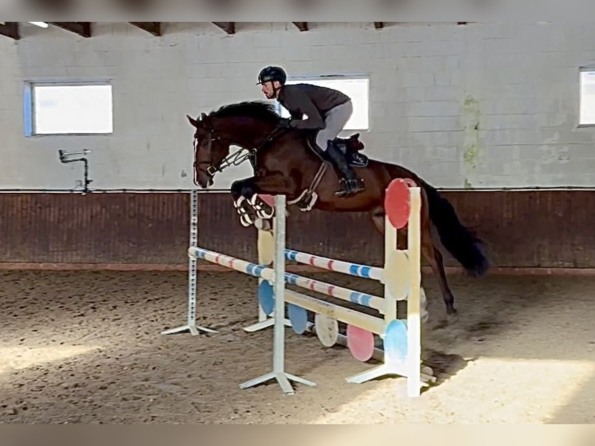 Caballo de salto Oldenburgo Caballo castrado 4 años 169 cm Castaño oscuro in Lohne (Oldenburg)