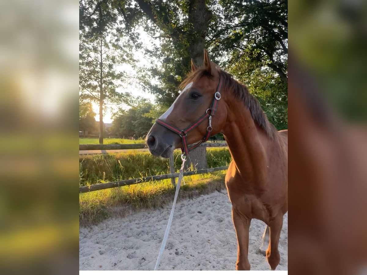 Caballo de salto Oldenburgo Caballo castrado 4 años 170 cm Alazán in Lage