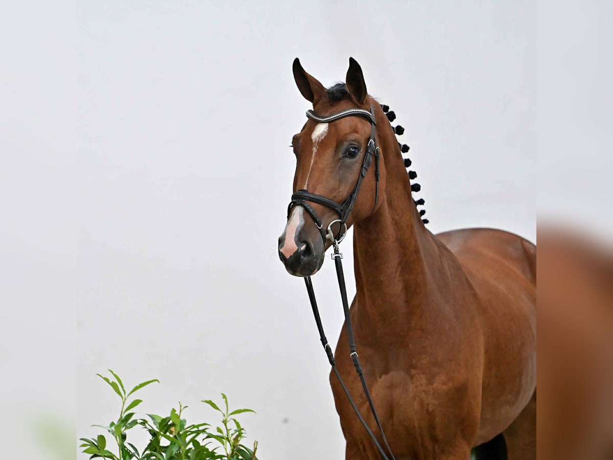 Caballo de salto Oldenburgo Caballo castrado 4 años 170 cm Castaño in KRAJENKA