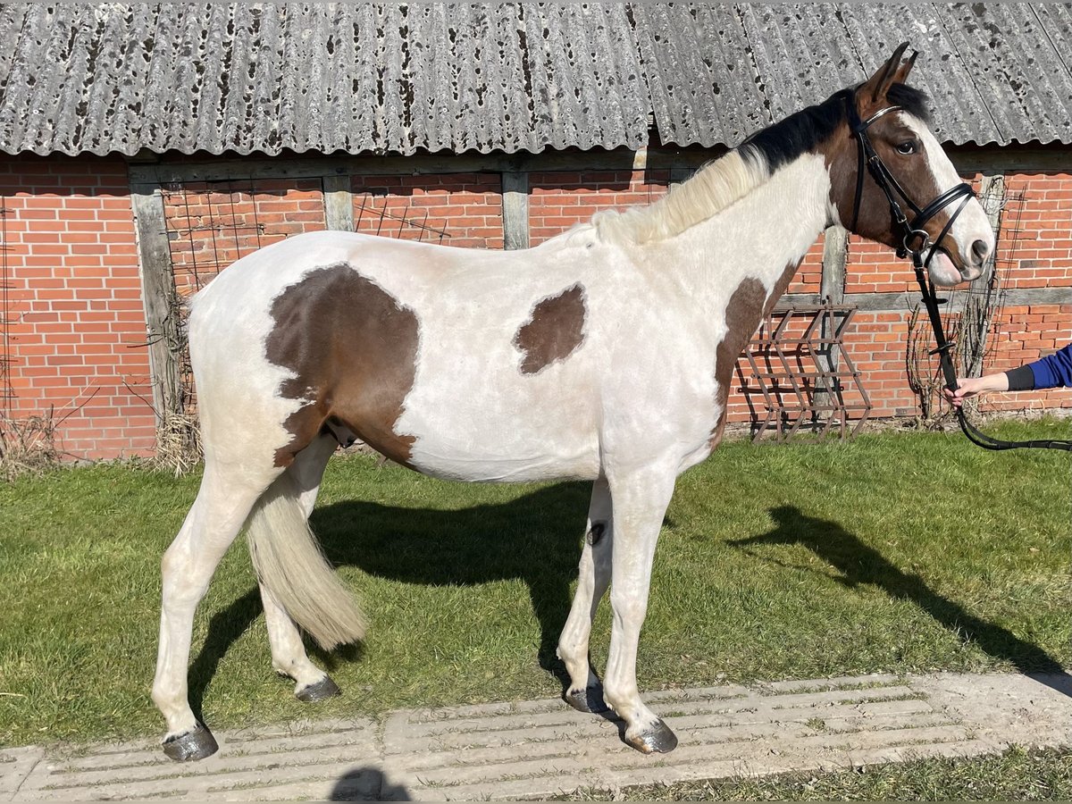 Caballo de salto Oldenburgo Caballo castrado 4 años 170 cm Pío in Ahrensb&#xF6;k