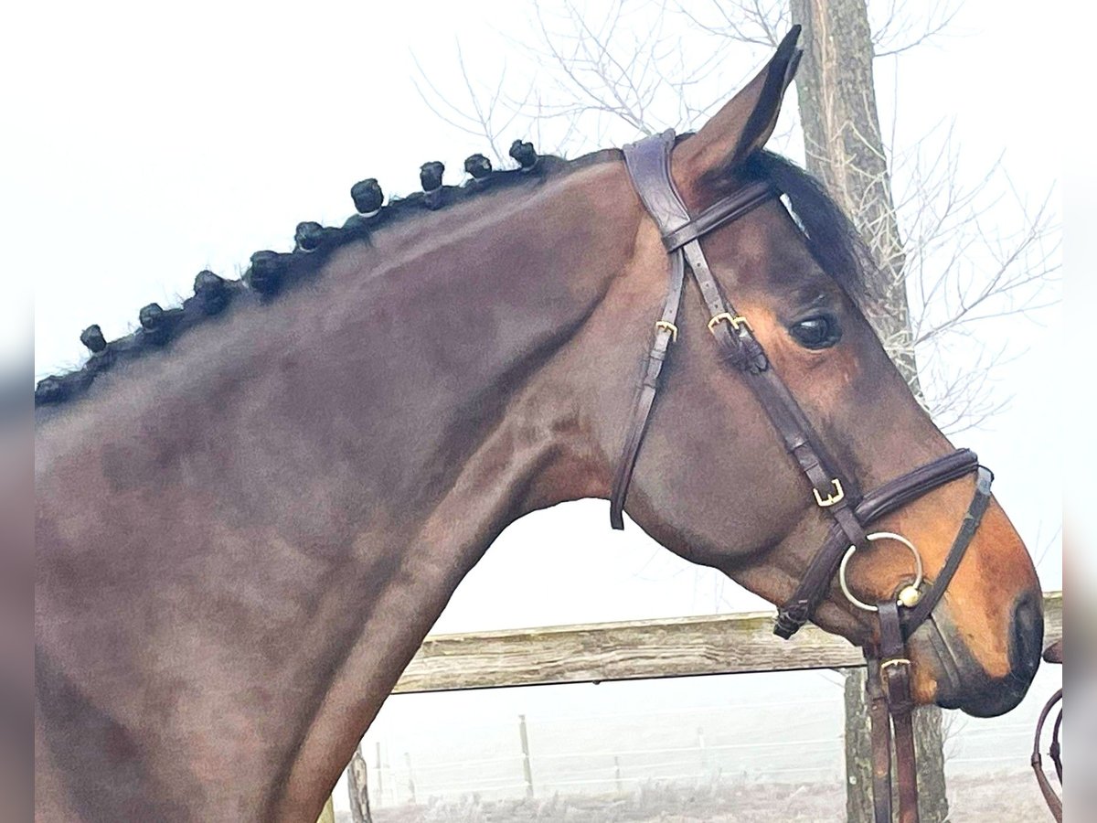 Caballo de salto Oldenburgo Caballo castrado 5 años 166 cm Castaño oscuro in Bad D&#xFC;rrheim