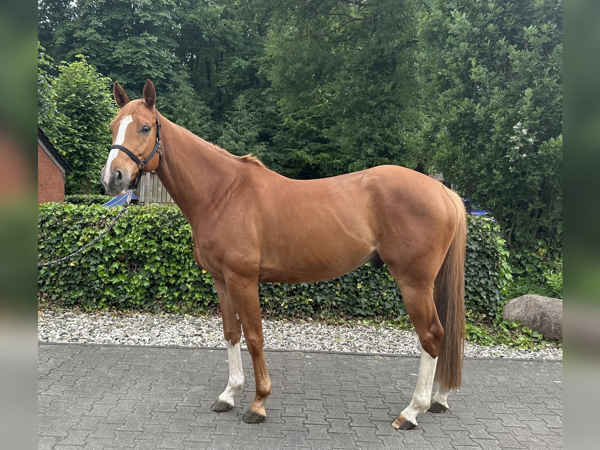 Caballo de salto Oldenburgo Caballo castrado 5 años 168 cm Alazán in Bottrop