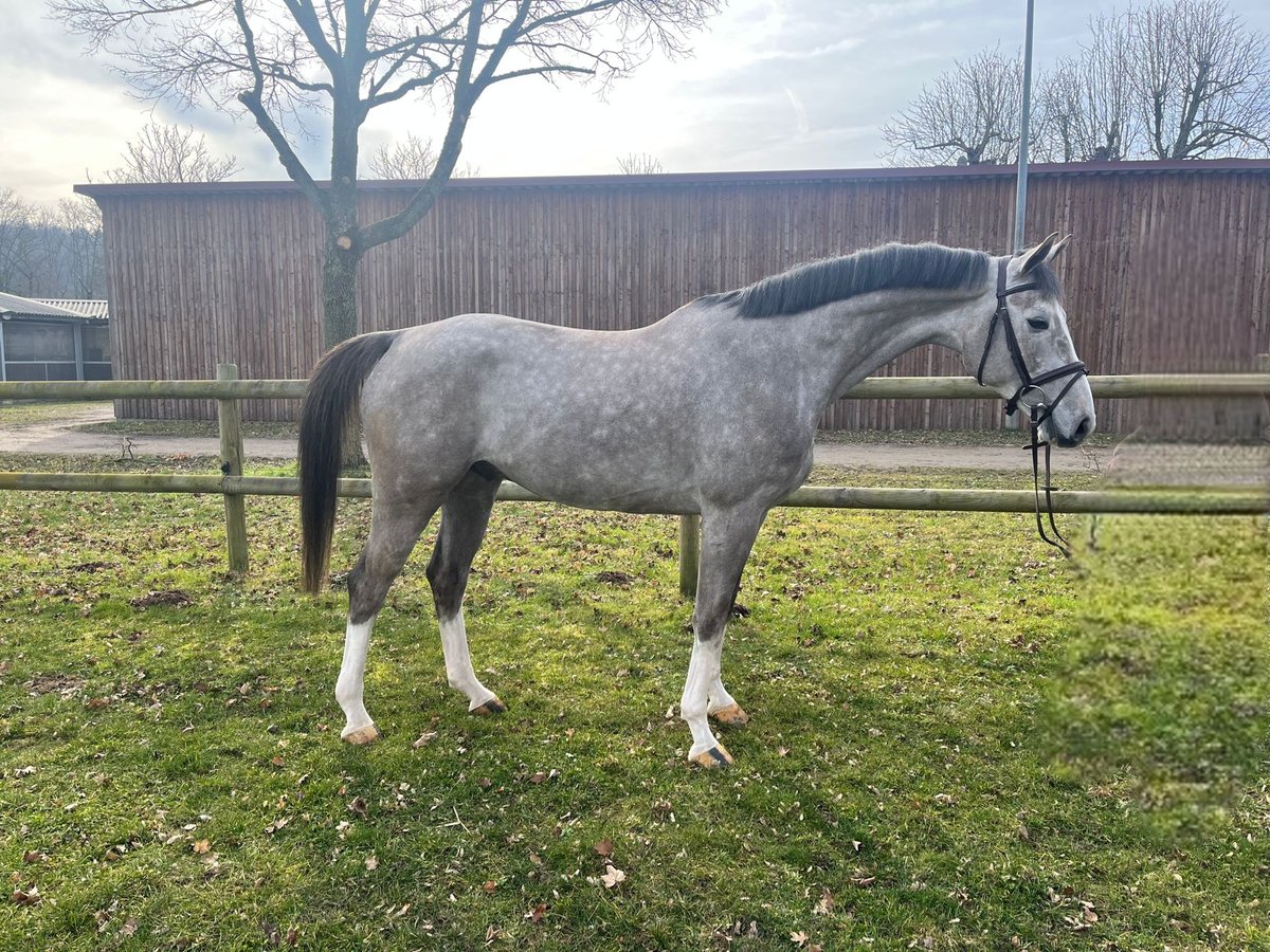 Caballo de salto Oldenburgo Caballo castrado 5 años 168 cm Tordo in Darmstadt