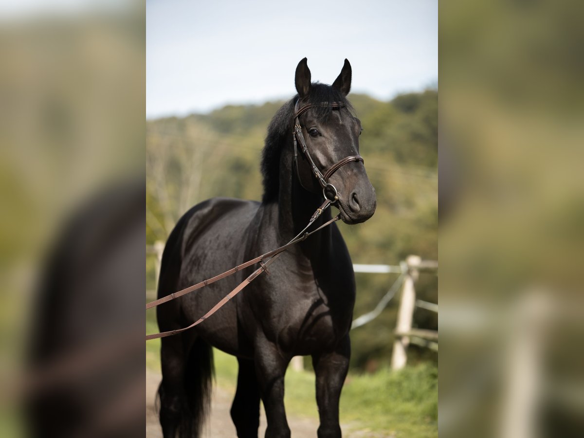 Caballo de salto Oldenburgo Caballo castrado 5 años 170 cm Negro in Kürten