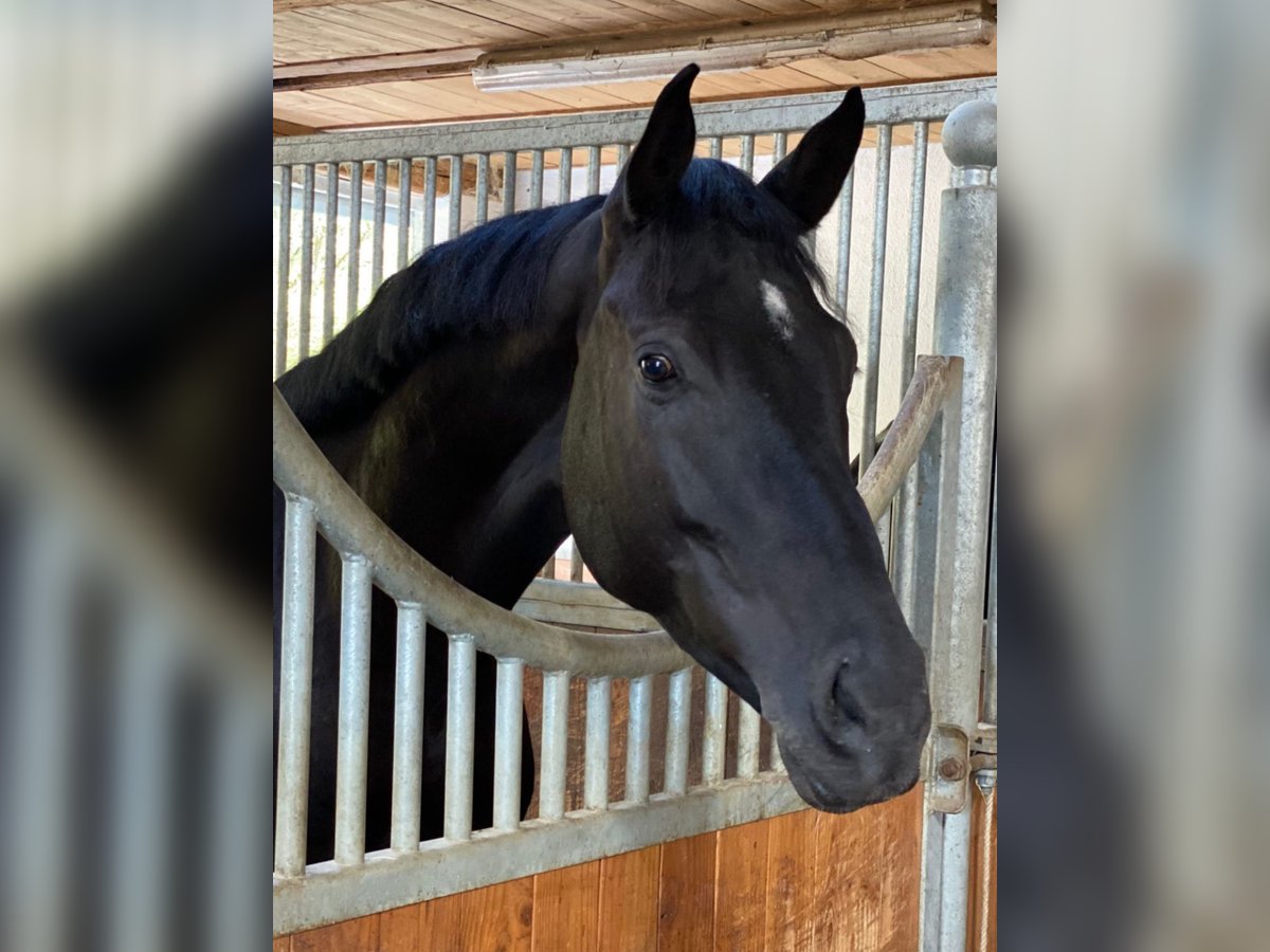 Caballo de salto Oldenburgo Caballo castrado 5 años 171 cm Morcillo in Geislingen