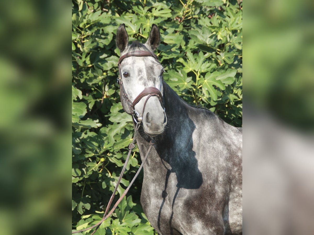 Caballo de salto Oldenburgo Caballo castrado 5 años 171 cm Tordo rodado in Wahrenholz