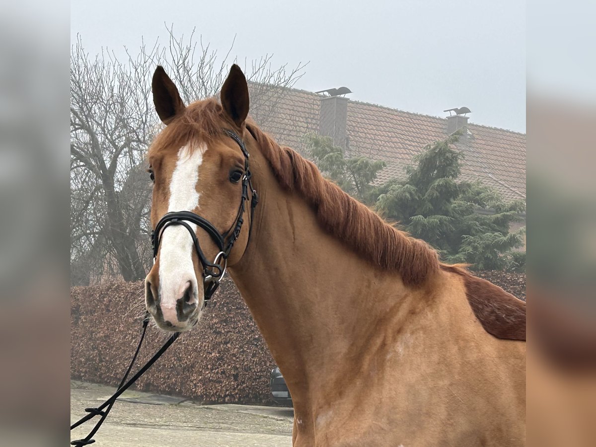 Caballo de salto Oldenburgo Caballo castrado 5 años 172 cm Alazán in Ganderkesee