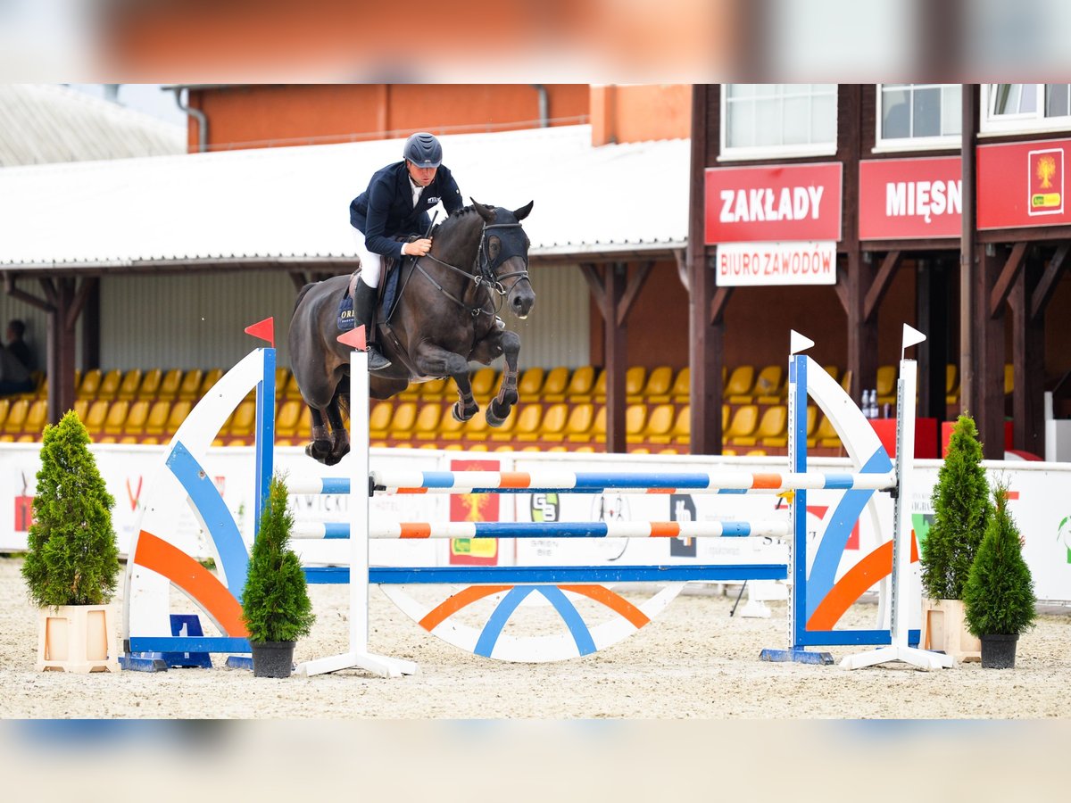 Caballo de salto Oldenburgo Caballo castrado 5 años 172 cm Morcillo in Dąbrowa Wielka