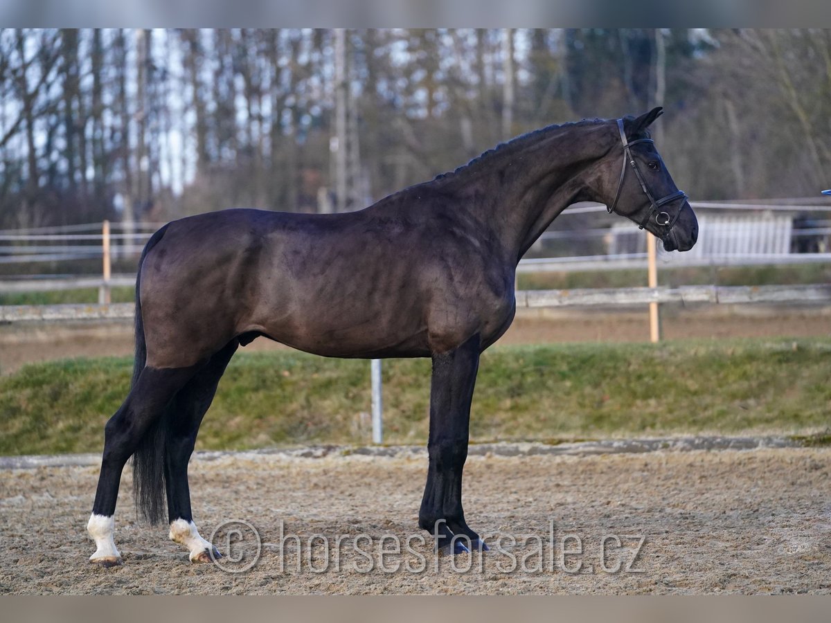 Caballo de salto Oldenburgo Caballo castrado 5 años 180 cm Negro in Ceske Budejovice