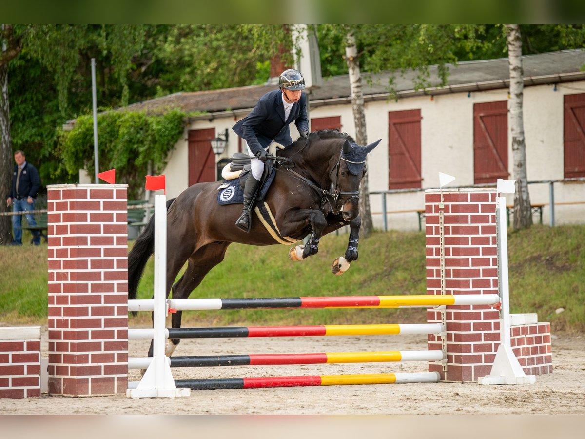 Caballo de salto Oldenburgo Caballo castrado 5 años 184 cm Morcillo in Braunsbedra