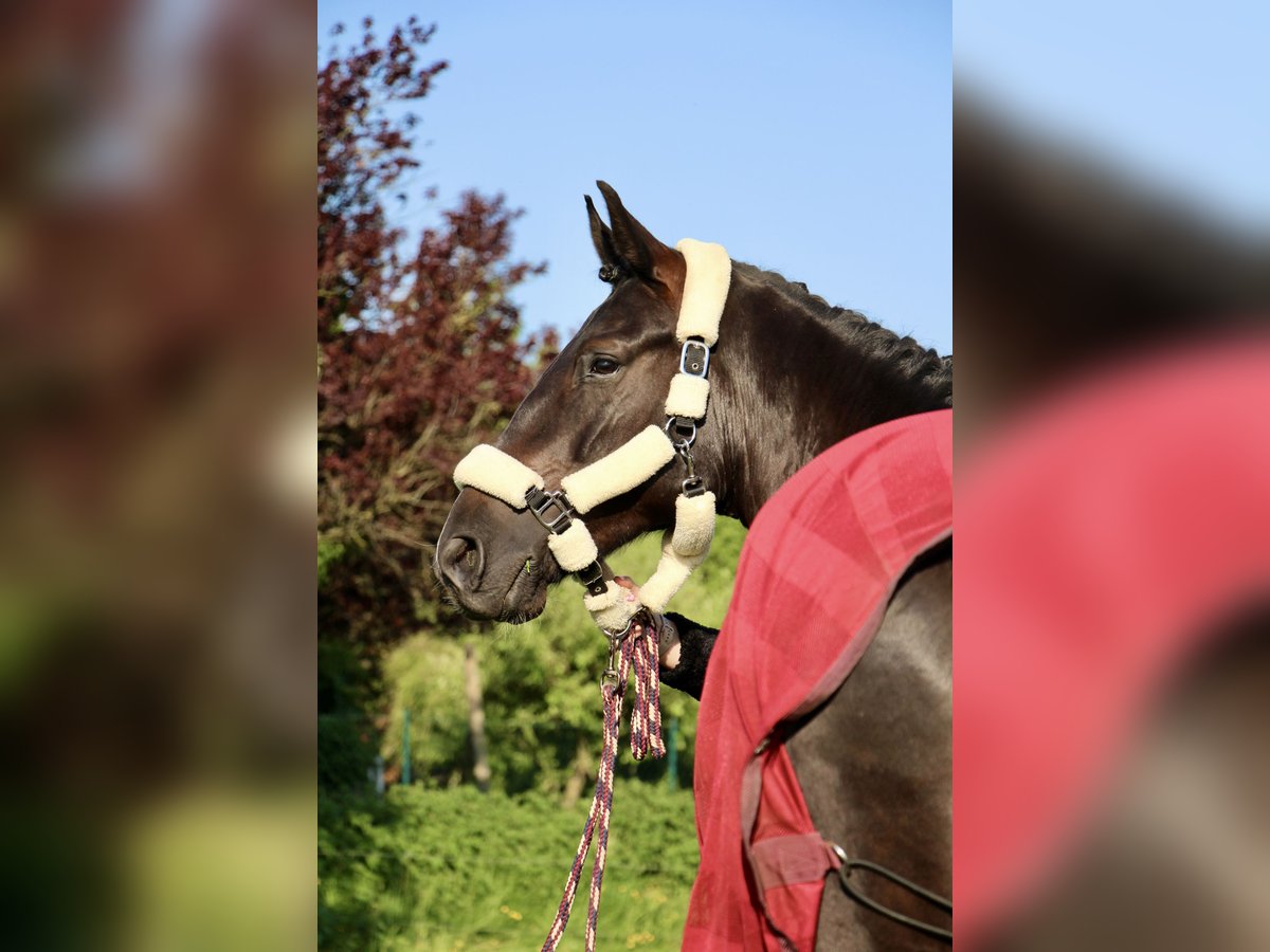 Caballo de salto Oldenburgo Caballo castrado 5 años in Elmshorn