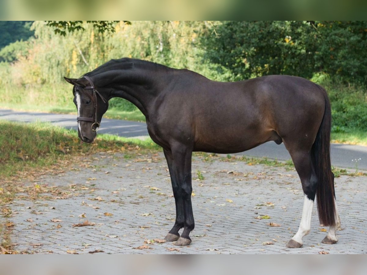 Caballo de salto Oldenburgo Caballo castrado 5 años Castaño oscuro in Mladá Boleslav